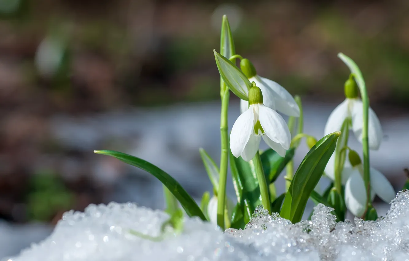 Фото обои снег, цветы, лёд, весна, подснежники, белые, боке