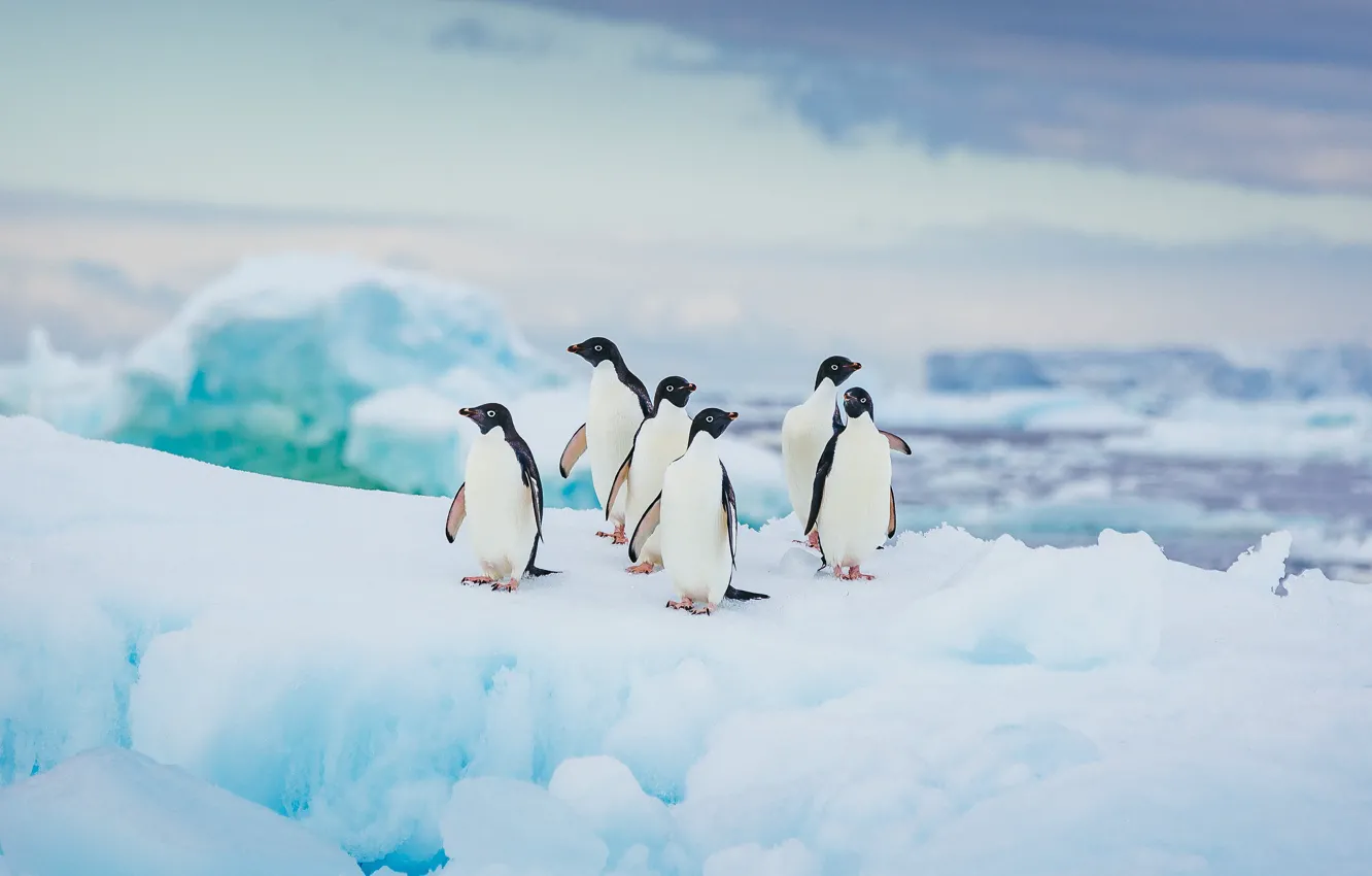 Фото обои animals, birds, cod, penguins, in Antarctica, Adélie