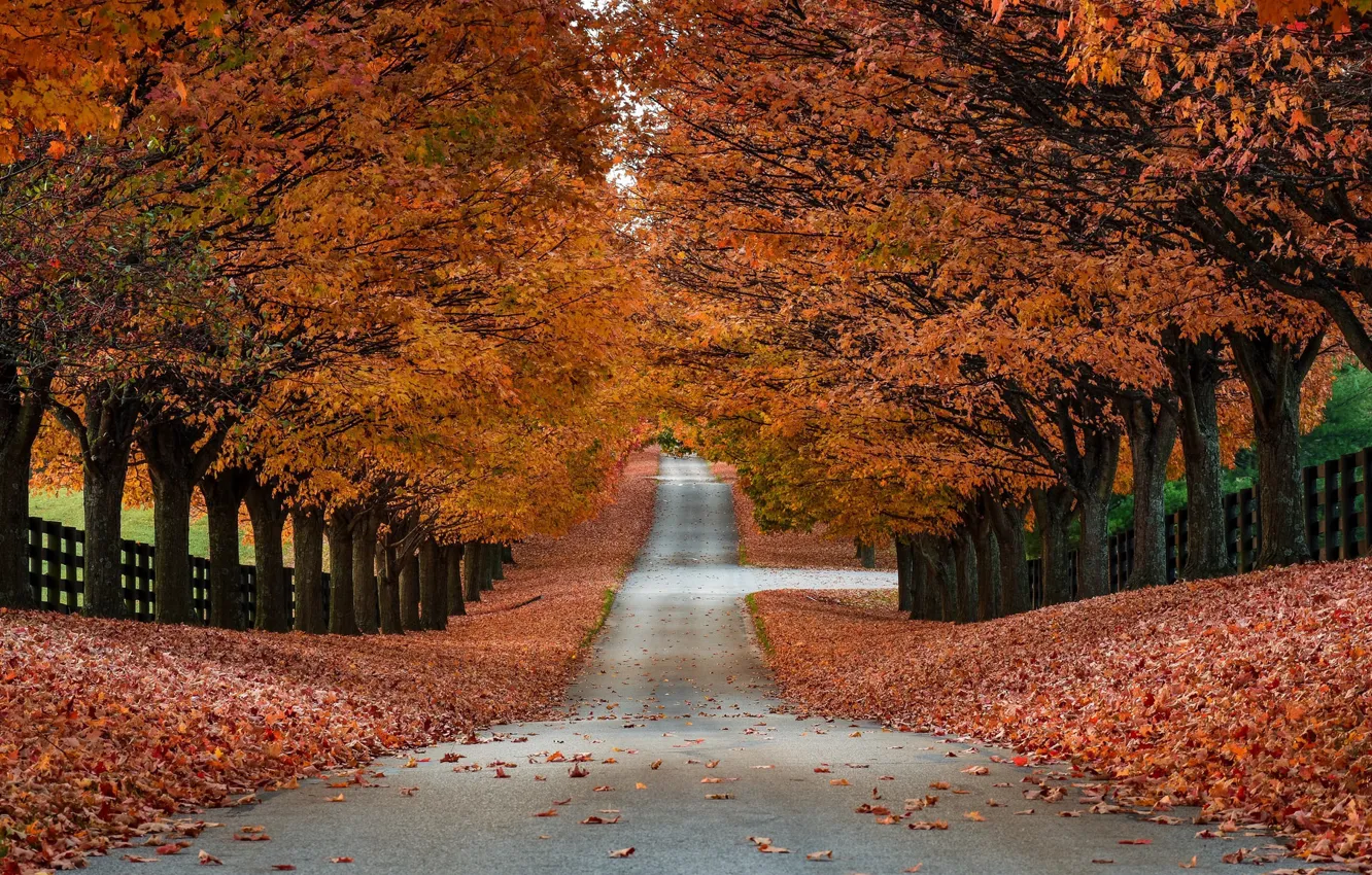 Фото обои дорога, осень, деревья, листва, забор