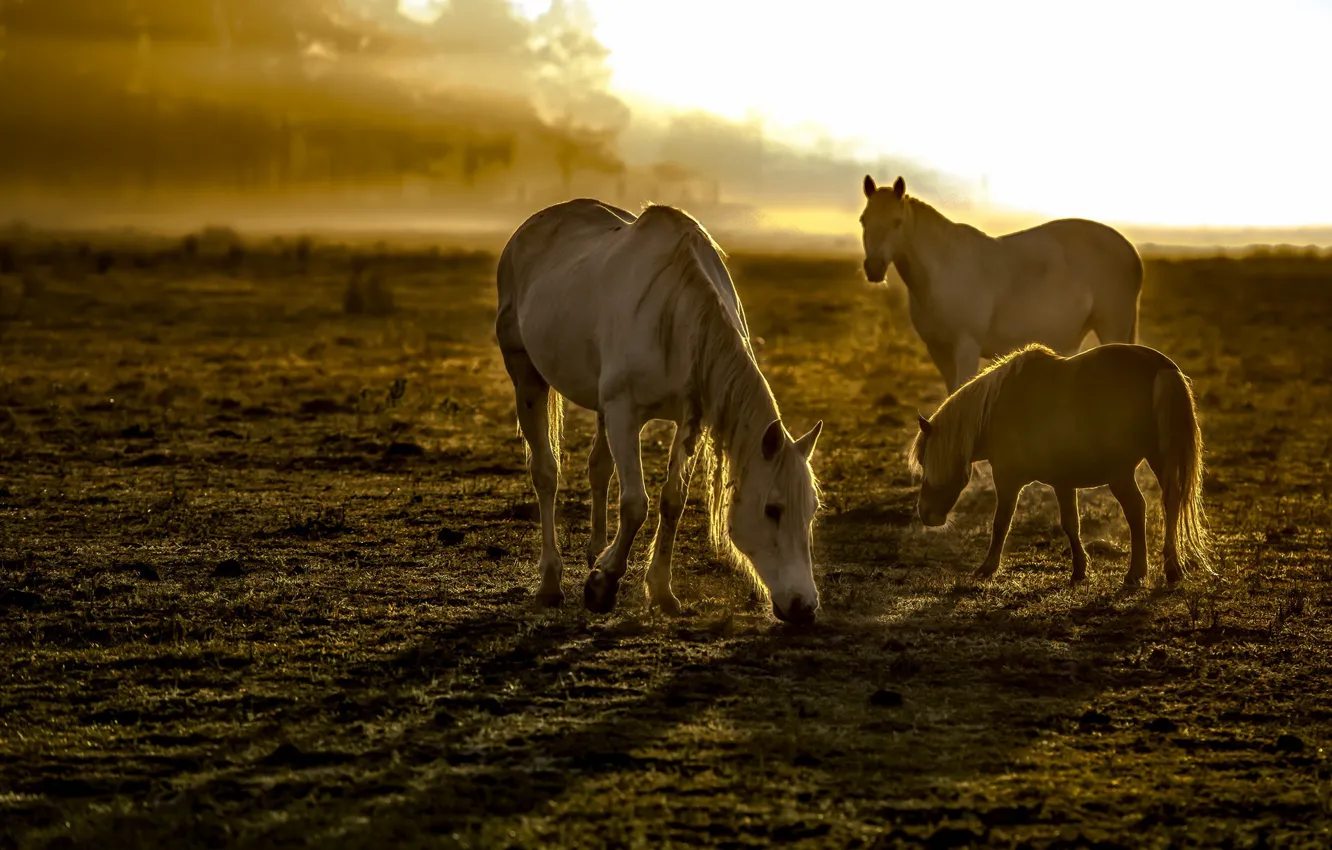 Фото обои поле, туман, кони, утро