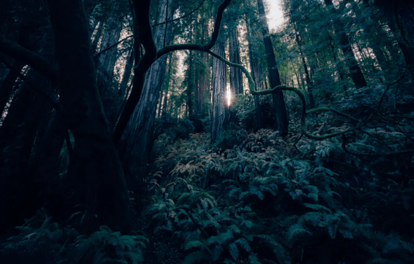 Фото обои лес, свет, деревья, мох, фокус, размытие, папоротнки