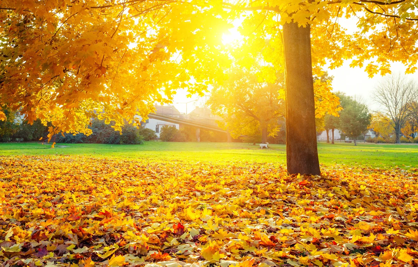 Фото обои осень, трава, листья, дерево, желтые, лучи солнца, лужайка