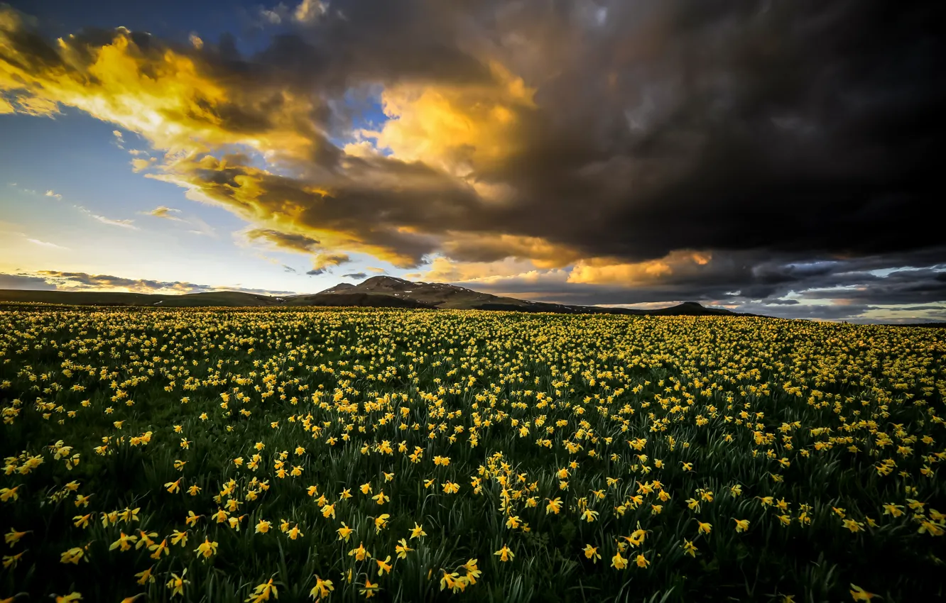 Фото обои поле, цветы, тучи, весна, нарциссы, хмурое небо