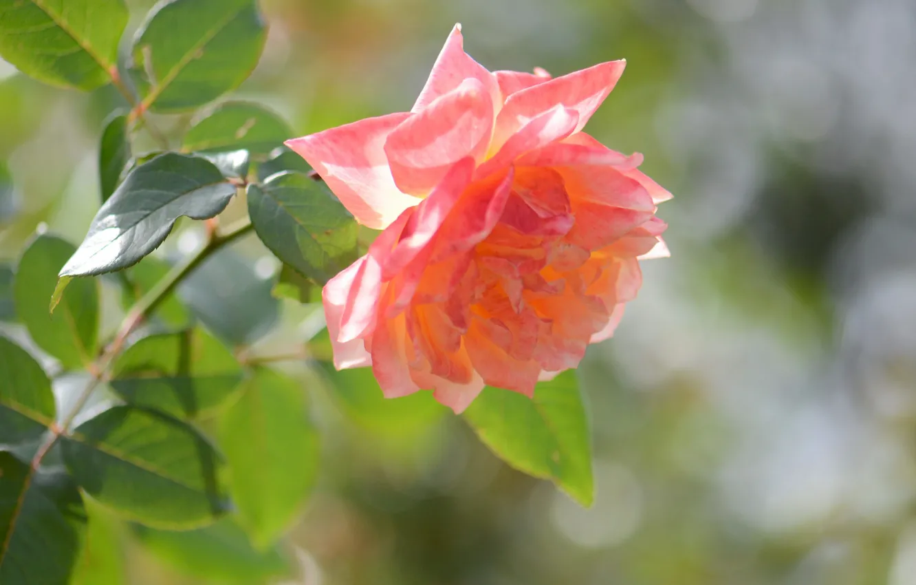 Фото обои цветок, роза, боке, оранжевая роза