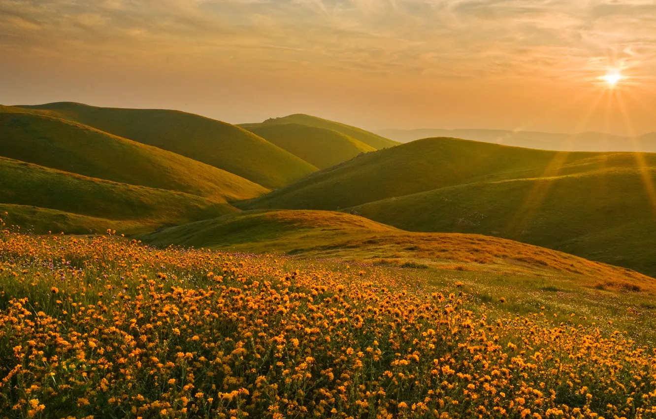 Фото обои солнце, пейзаж, закат, цветы, холмы, Калифорния, Сьерра-Невада