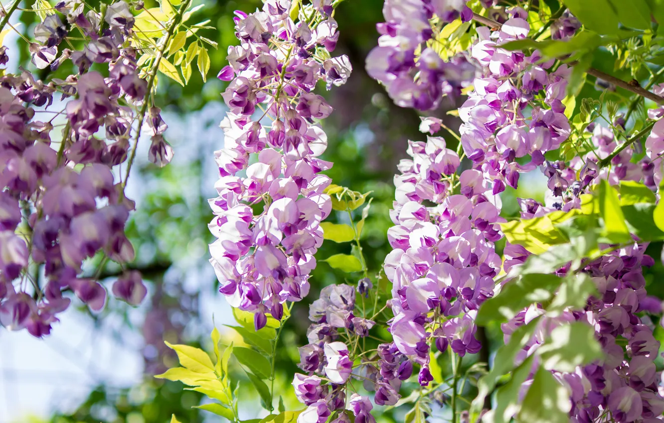 Фото обои Весна, Spring, Acacia, Акация, Purple acacia