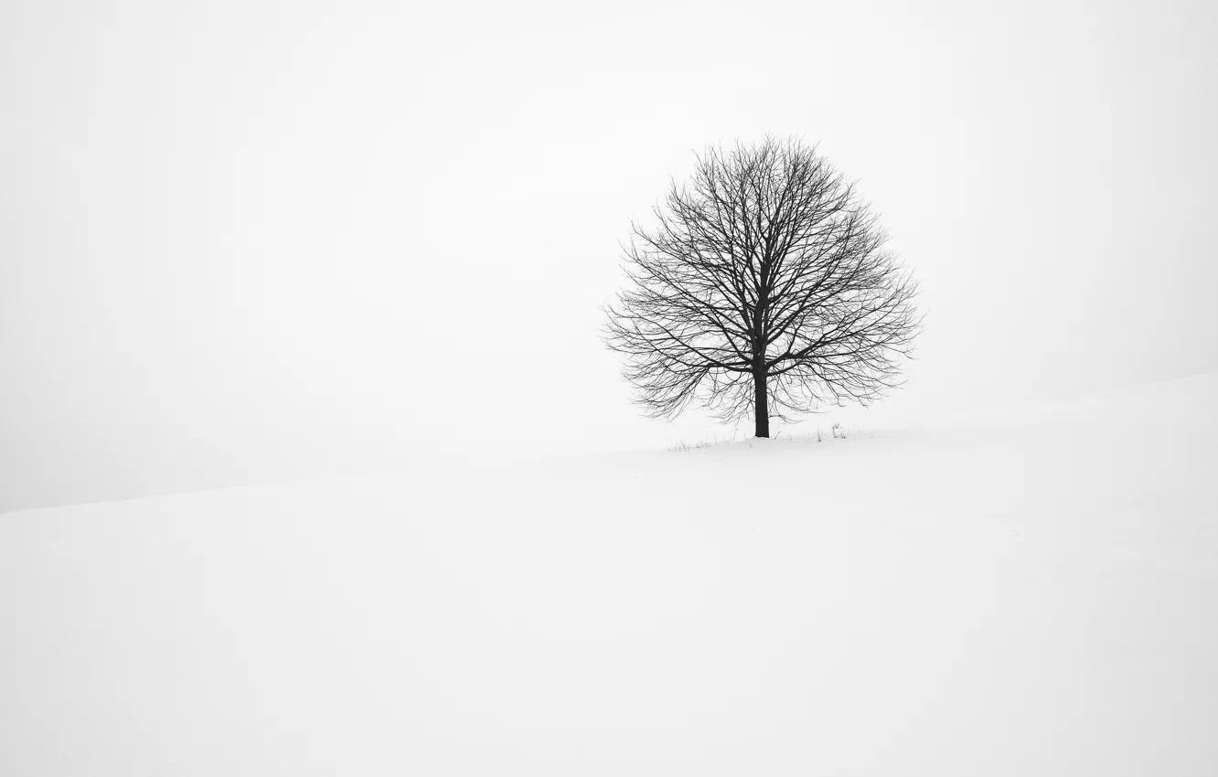 Фото обои winter, snow, tree