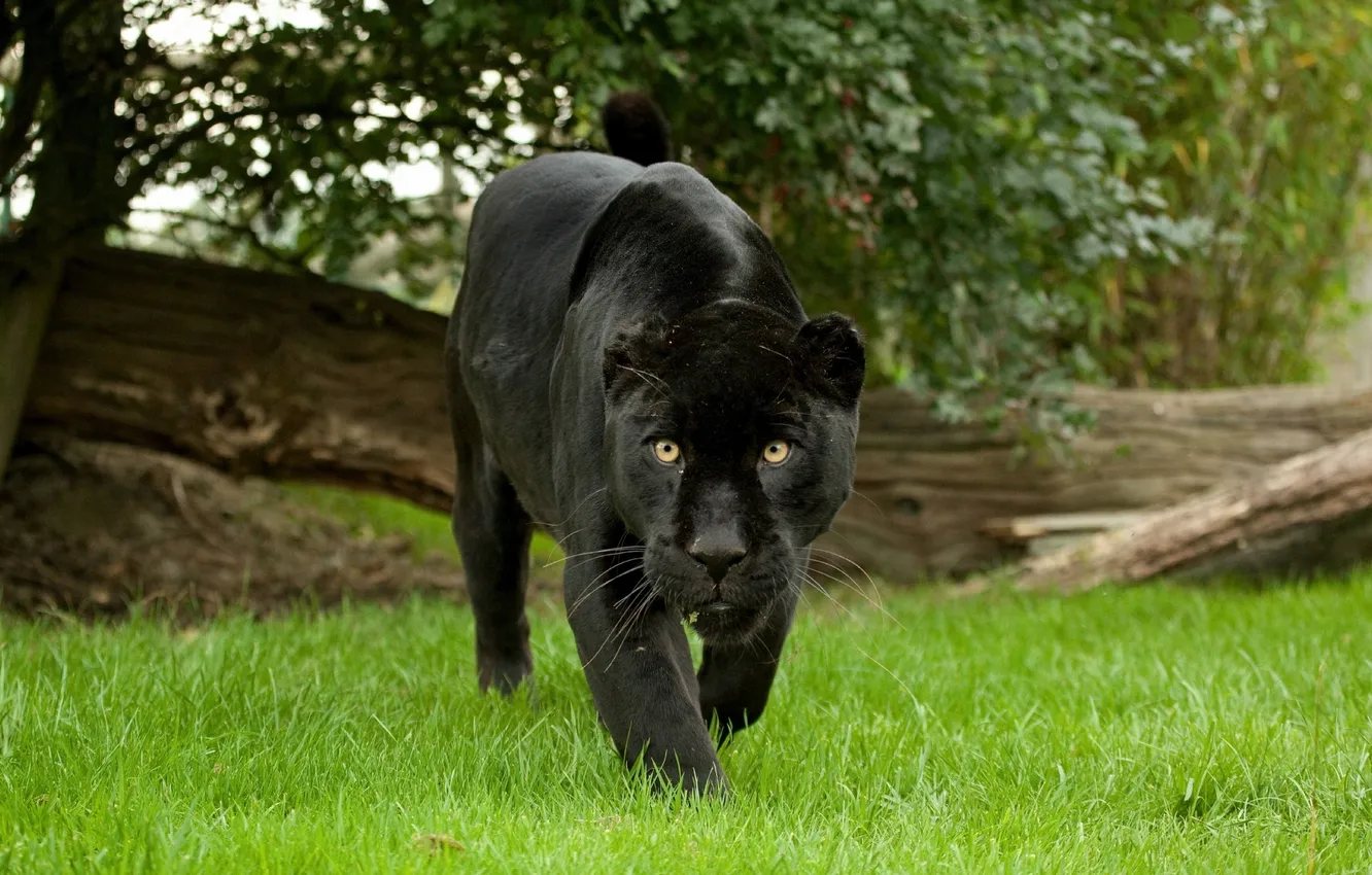 Фото обои кошка, трава, взгляд, пантера, черный ягуар