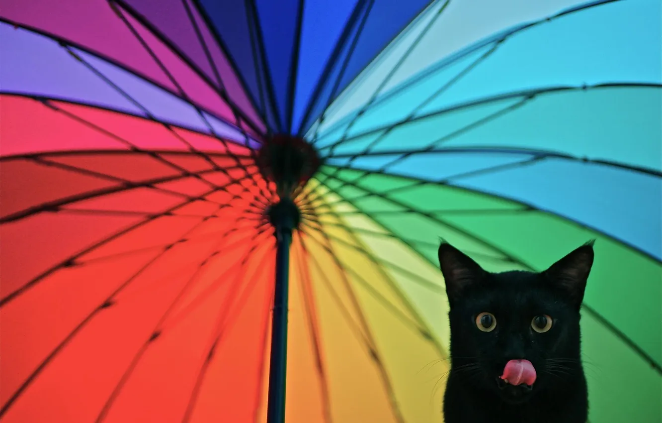 Фото обои язык, взгляд, зонтик, Кот