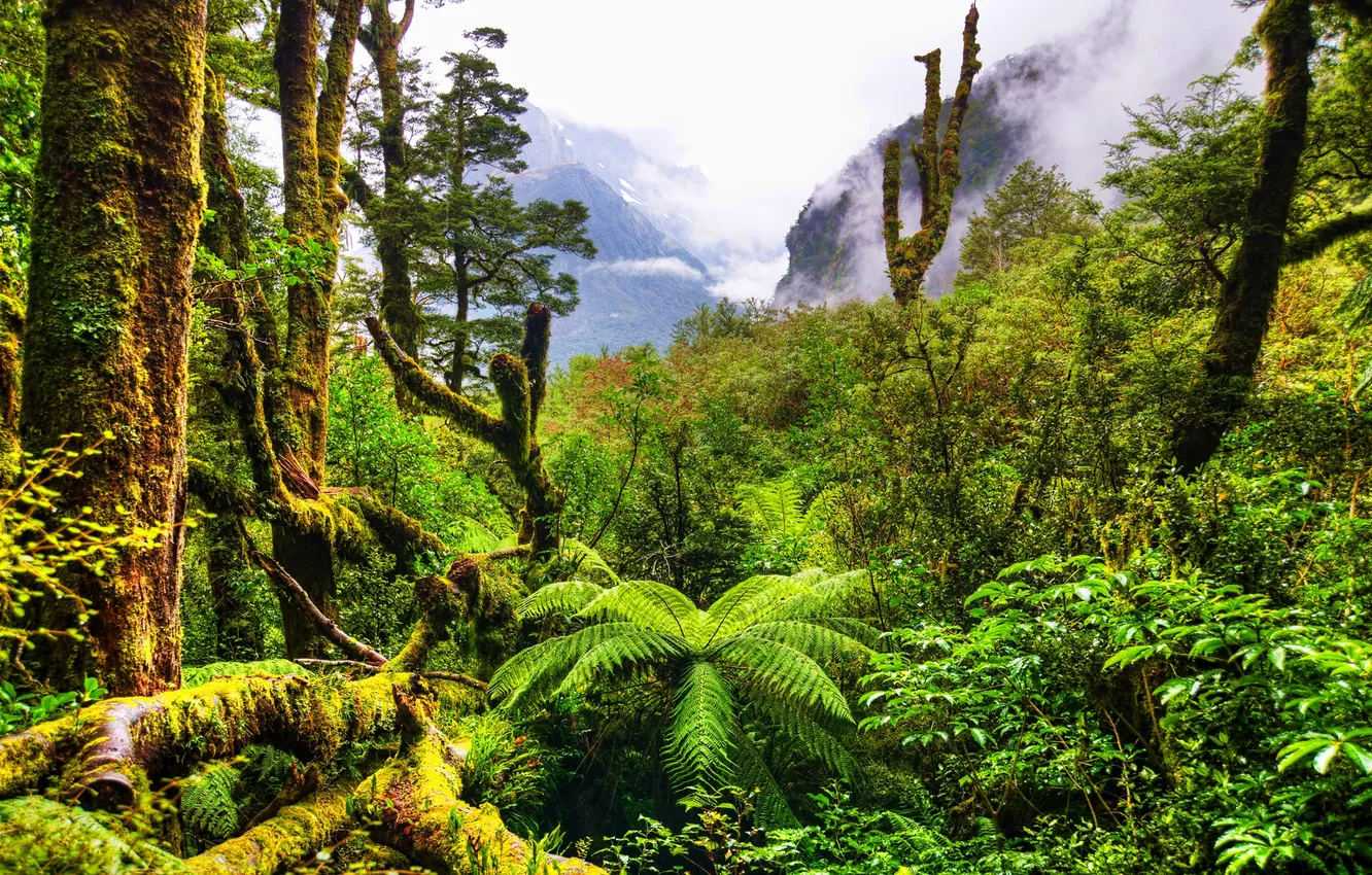 Фото обои green, forest, mountains, plants