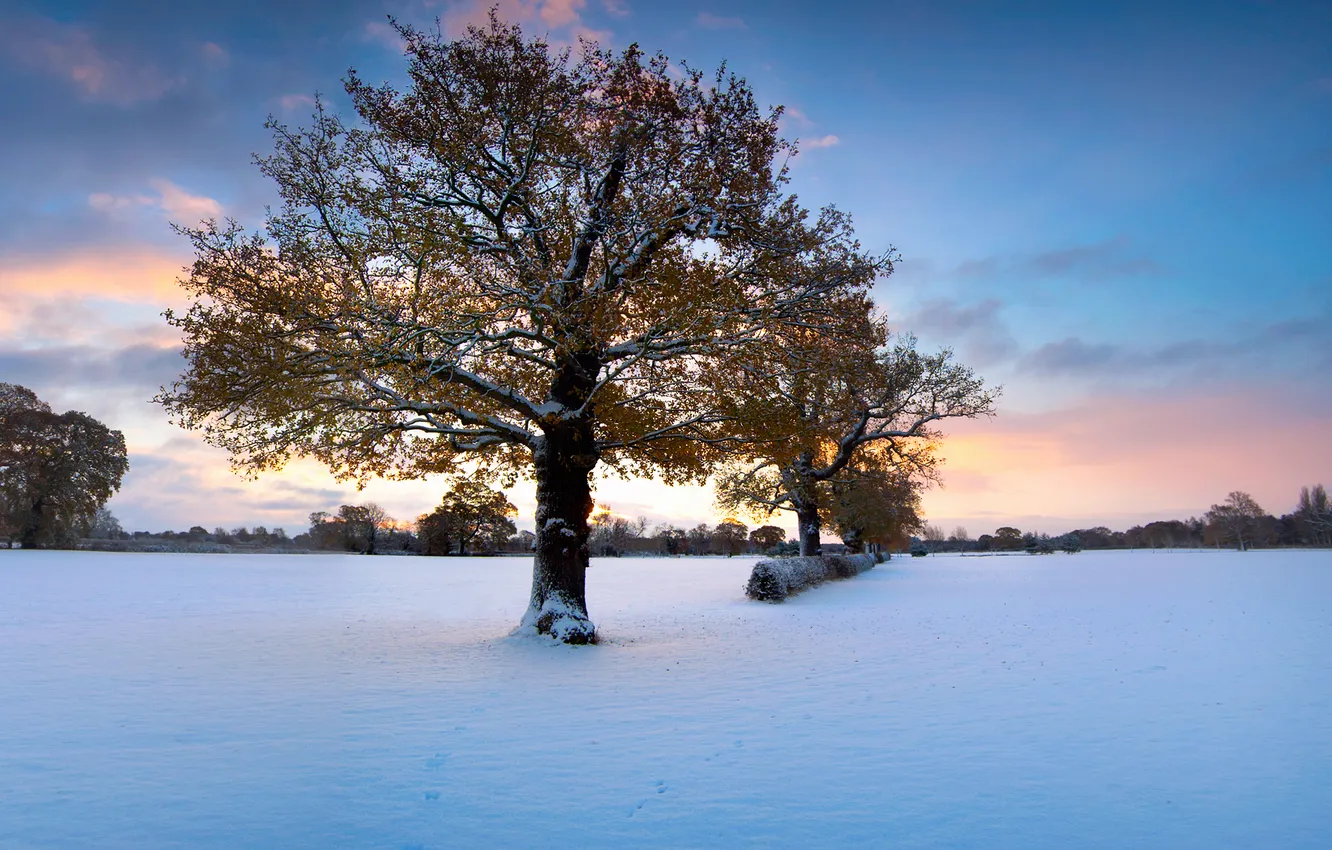 Фото обои зима, снег, закат, листва, дерев