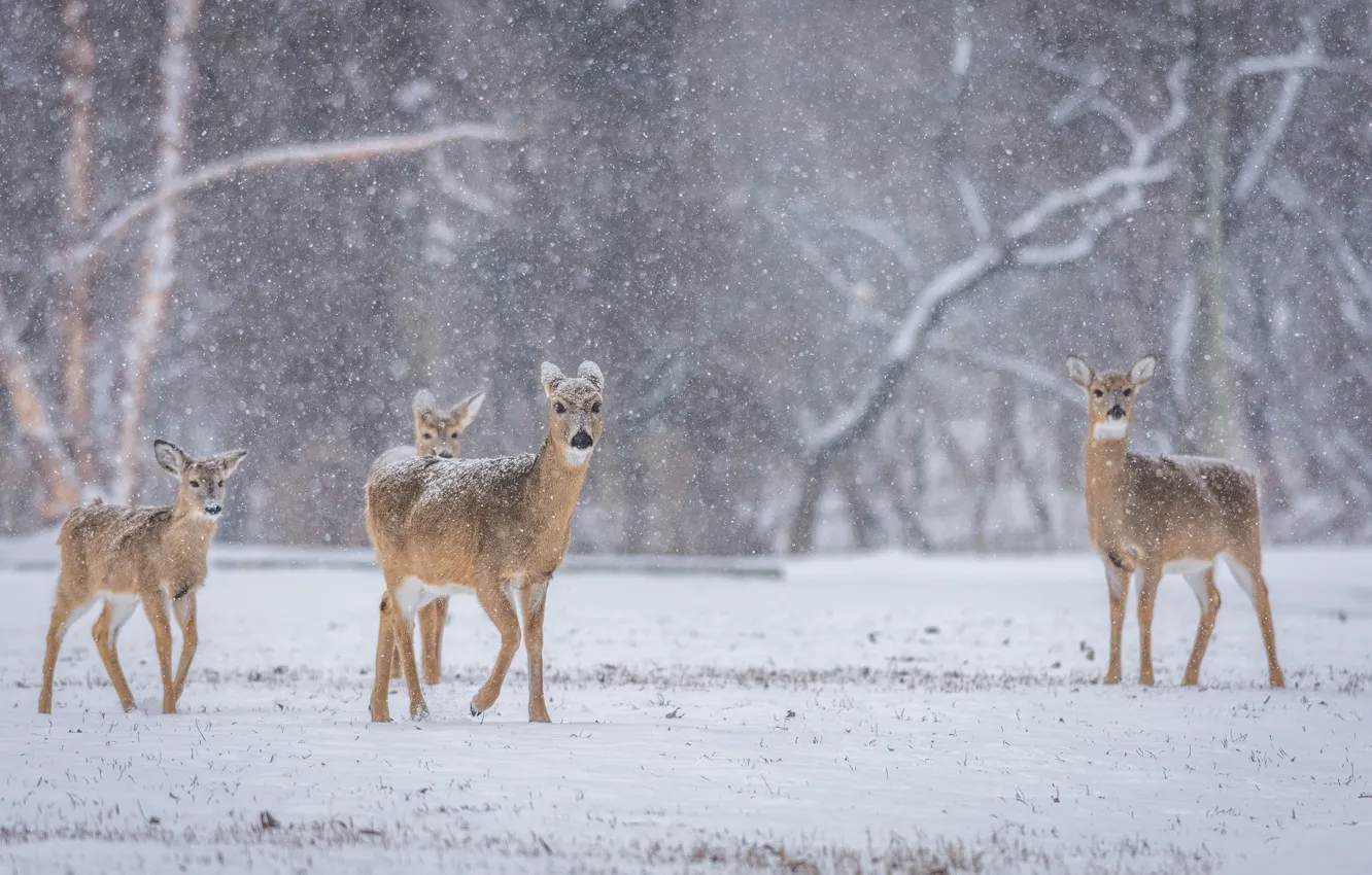 Фото обои winter, deer, wildlife, family, snowing