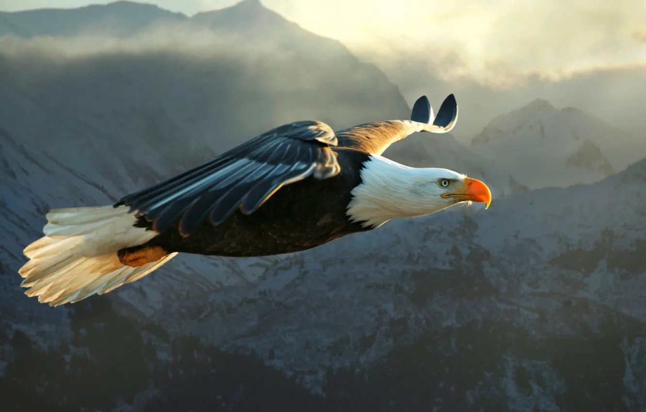 Фото обои Eagle, flying, bird, mountain, animal