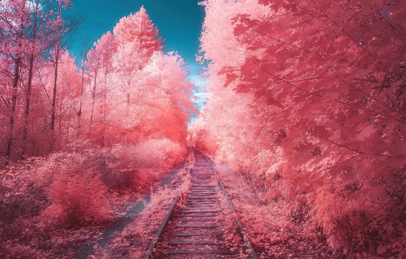 Фото обои fairy, tail, autumn, path