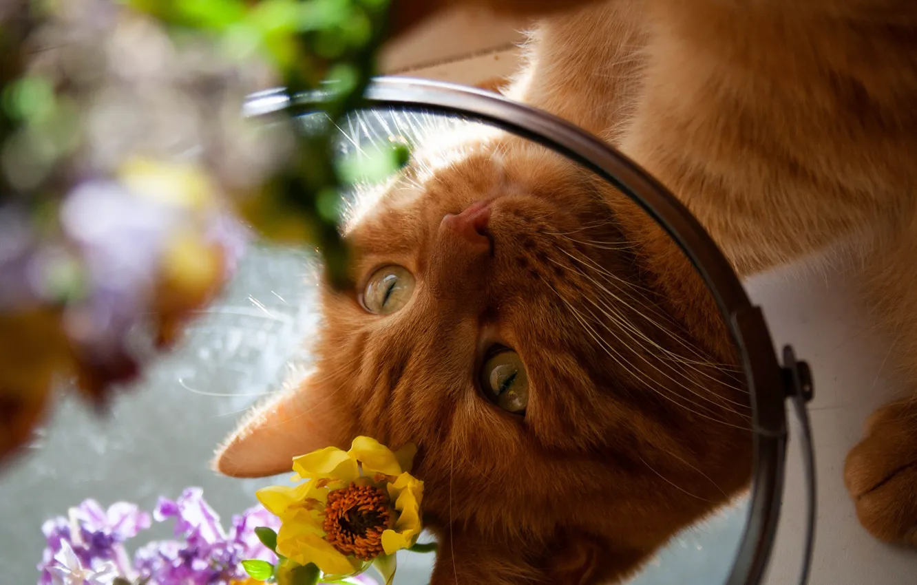 Фото обои кошка, глаза, кот, взгляд, морда, цветы, отражение, портрет