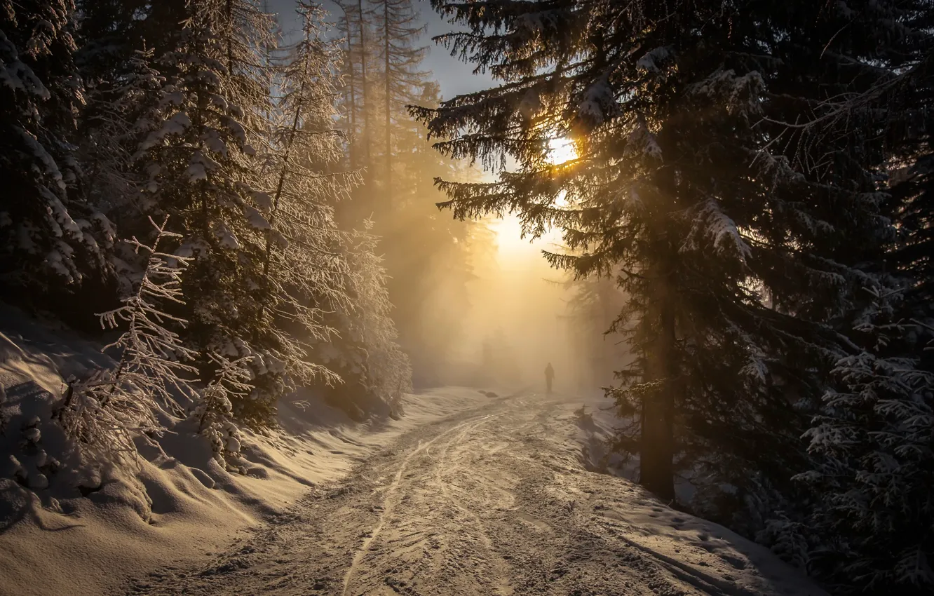 Фото обои дорога, лес, солнце, снег
