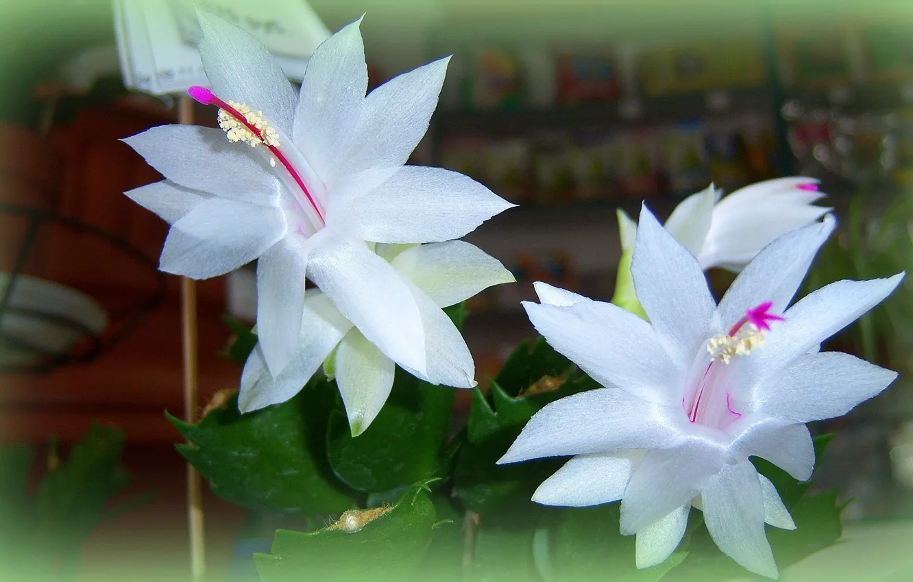 Фото обои цветы, кактус, белые, Meduzanol ©