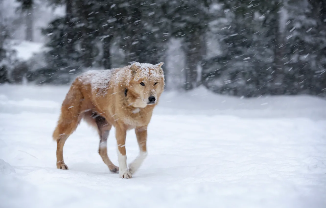 Фото обои зима, снег, собака, рыжая, метель