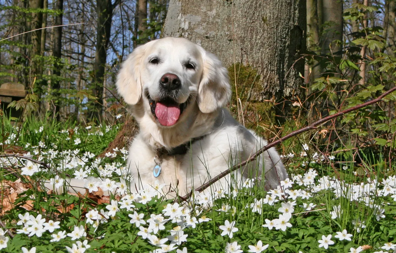Фото обои лето, цветы, собака