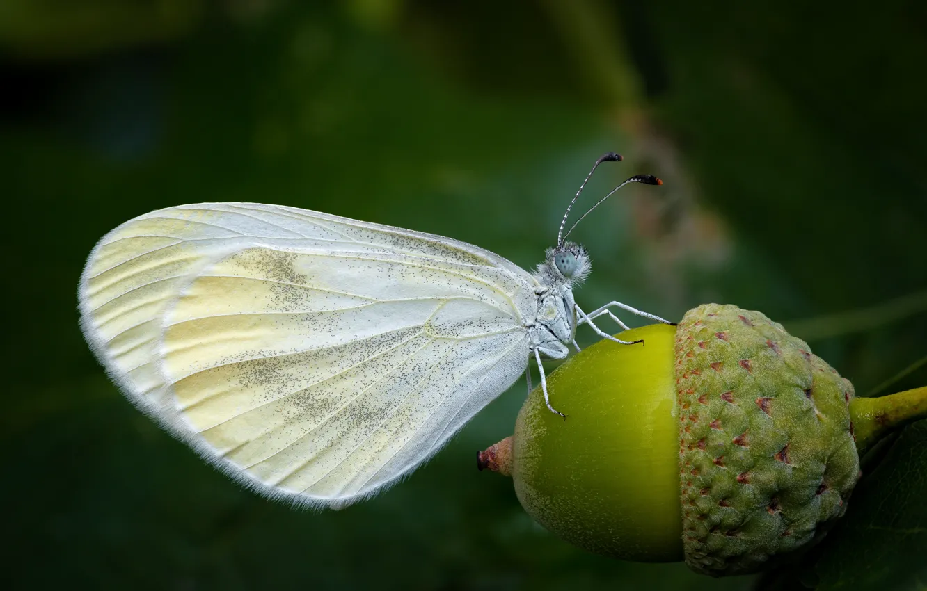 Фото обои макро, Бабочка, белая, желудь