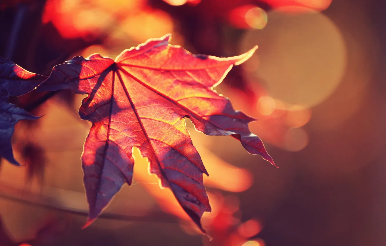 Фото обои осень, солнце, макро, свет, красный, природа, лист, блики