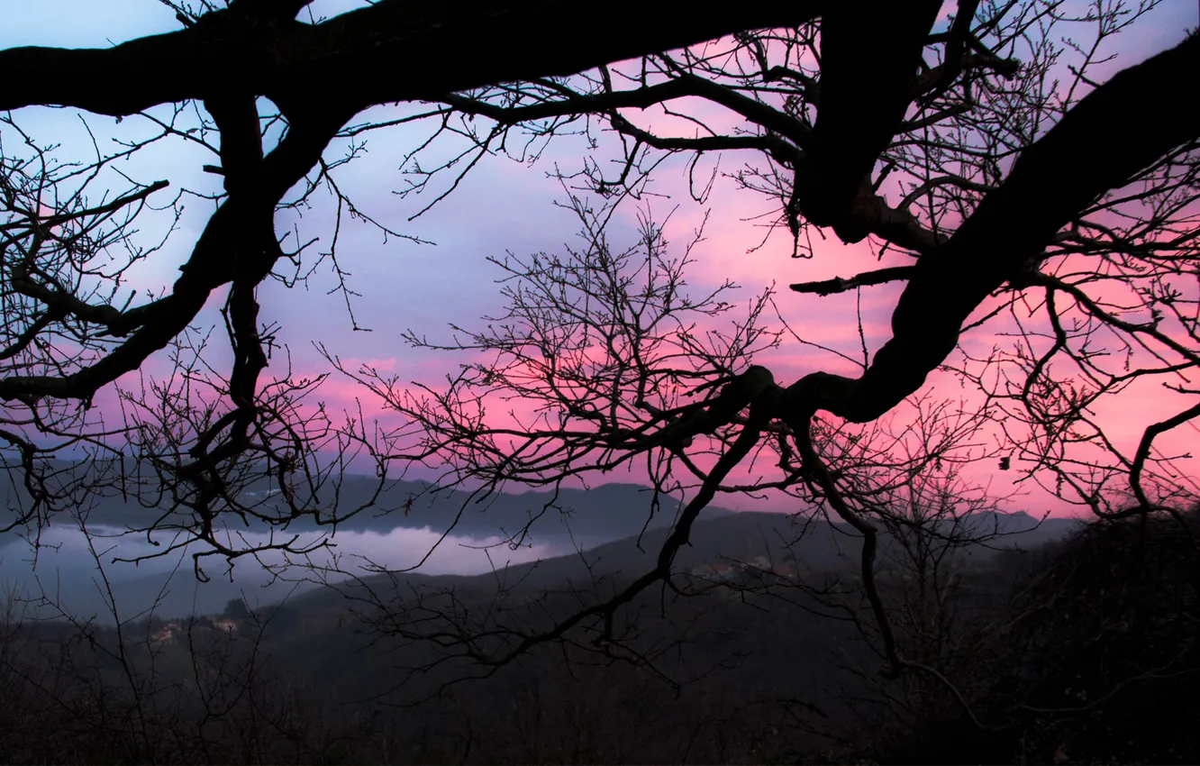 Фото обои небо, закат, ветки, дерево