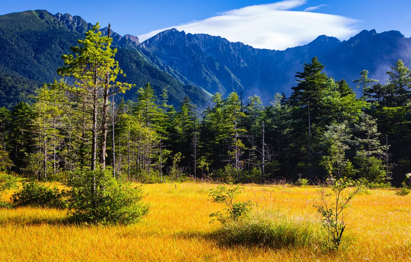 Фото обои осень, лес, небо, трава, солнце, облака, деревья, горы