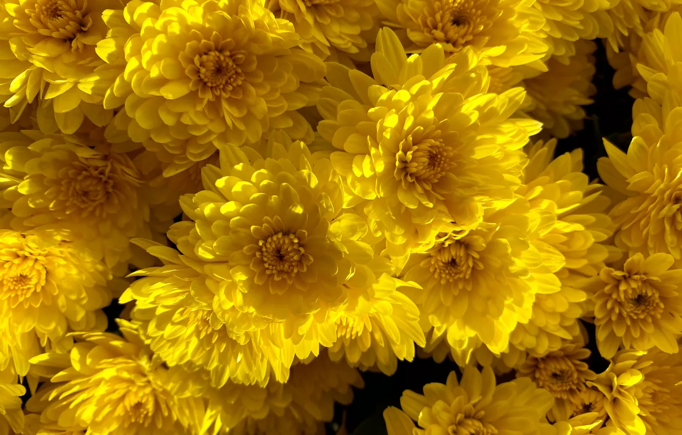 Фото обои свет, цветы, яркие, желтые, хризантемы, много