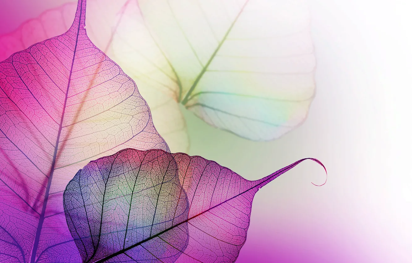 Фото обои листья, прозрачные, фиолетовые, прожилки, сиреневые