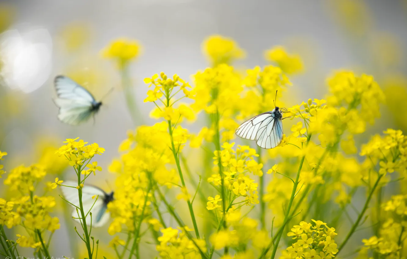 Фото обои бабочки, цветы, желтые, Насекомые, капустницы