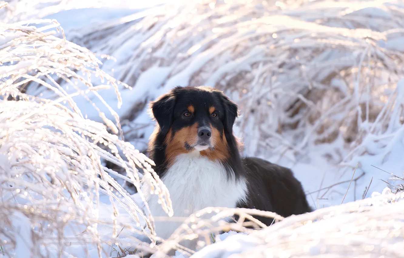 Фото обои зима, снег, ветки, природа, животное, собака, пёс, аусси