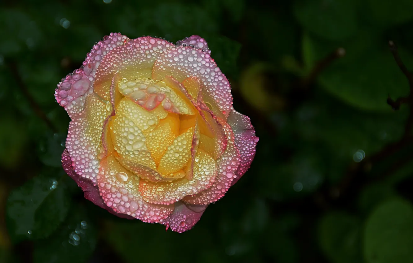 Фото обои Капли, Роза, Rose, Drops