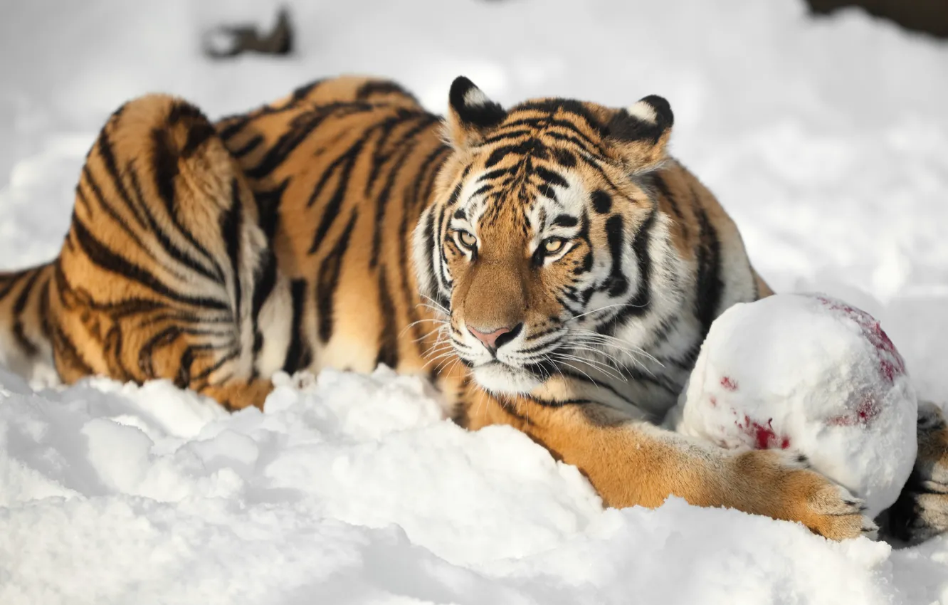 Фото обои кошка, взгляд, снег, тигр, мяч, амурский