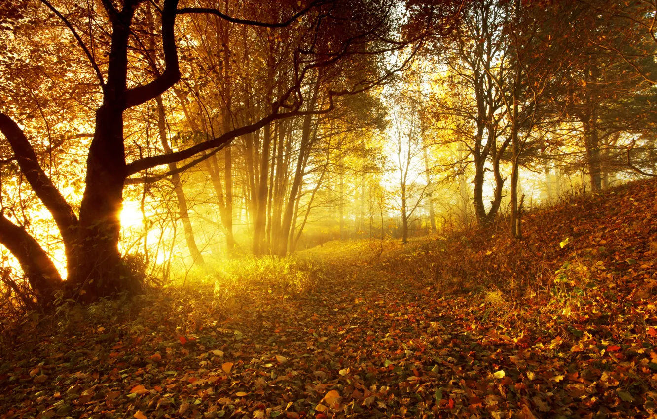 Фото обои Природа, Осень, Деревья, Листья, Времена Год, Лучи Свет