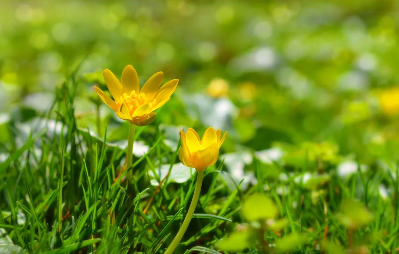 Фото обои Nature, Grass, Spring, Yellow flowers