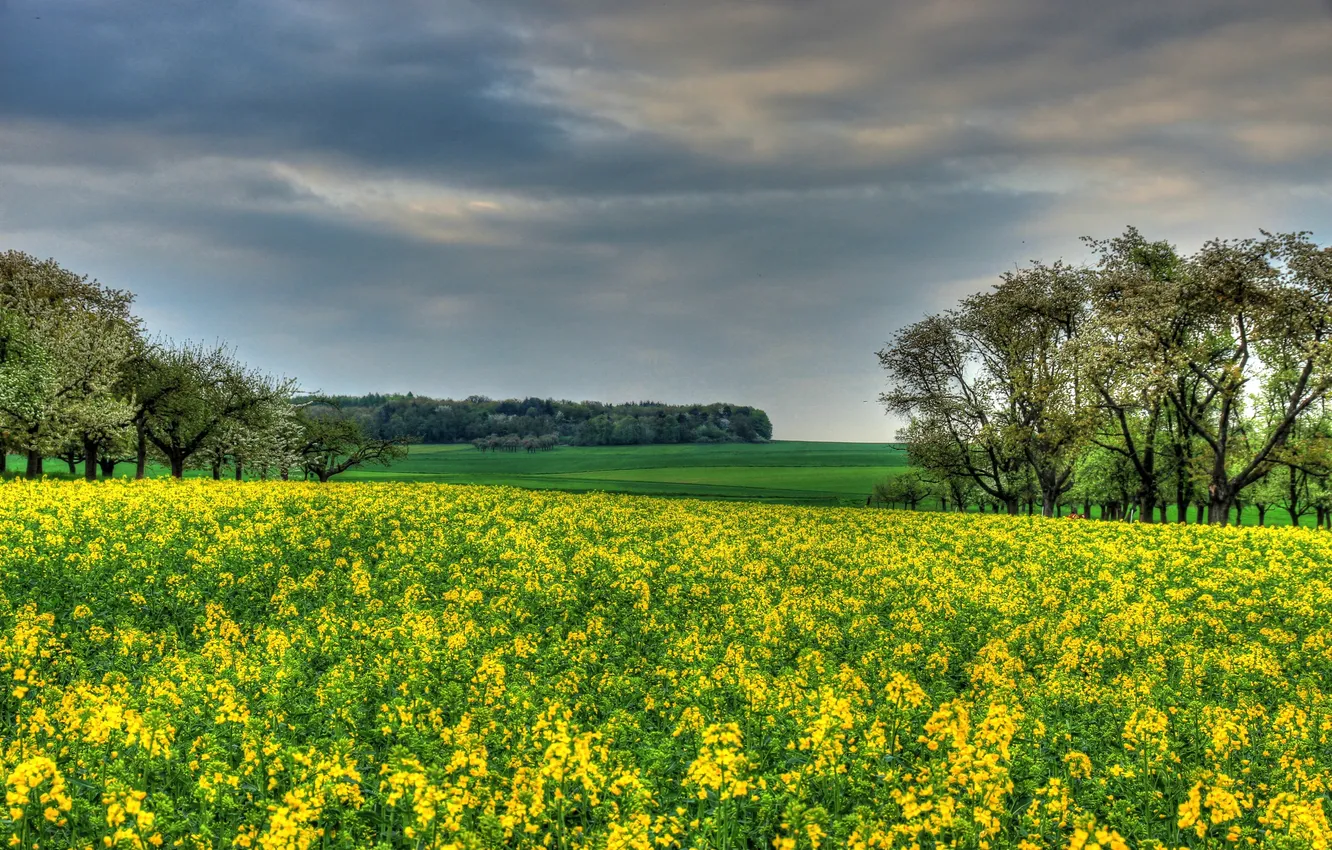 Фото обои поле, деревья, Германия, рапс, Hessen