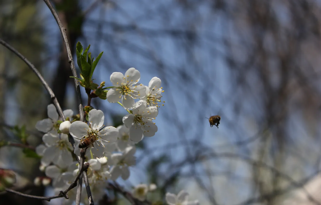 Фото обои полет, цветы, пчела, весна