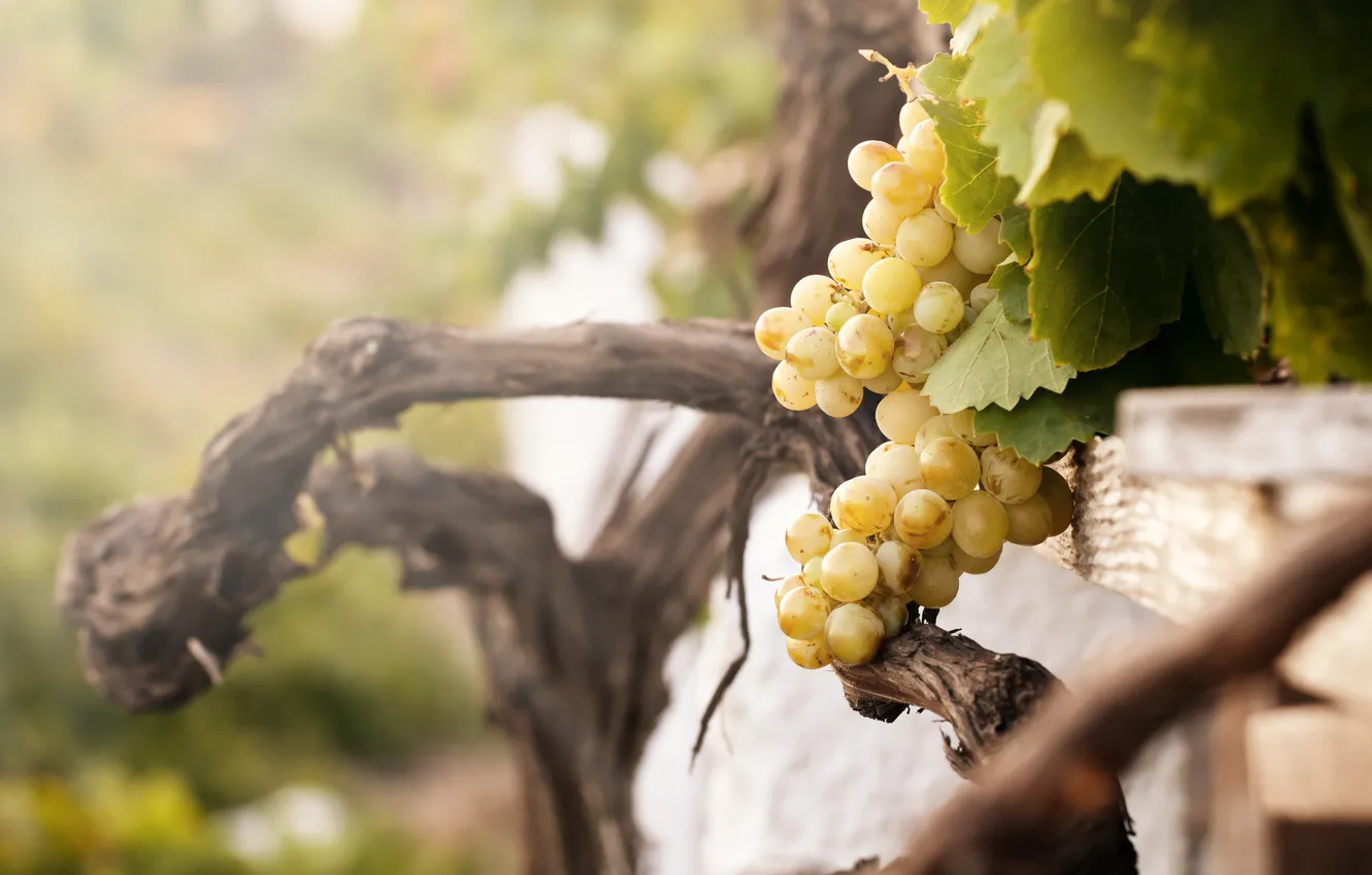 Фото обои природа, виноградник, кусты, белый виноград