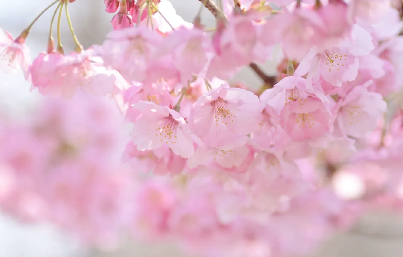 Фото обои вишня, розовый, весна, сакура