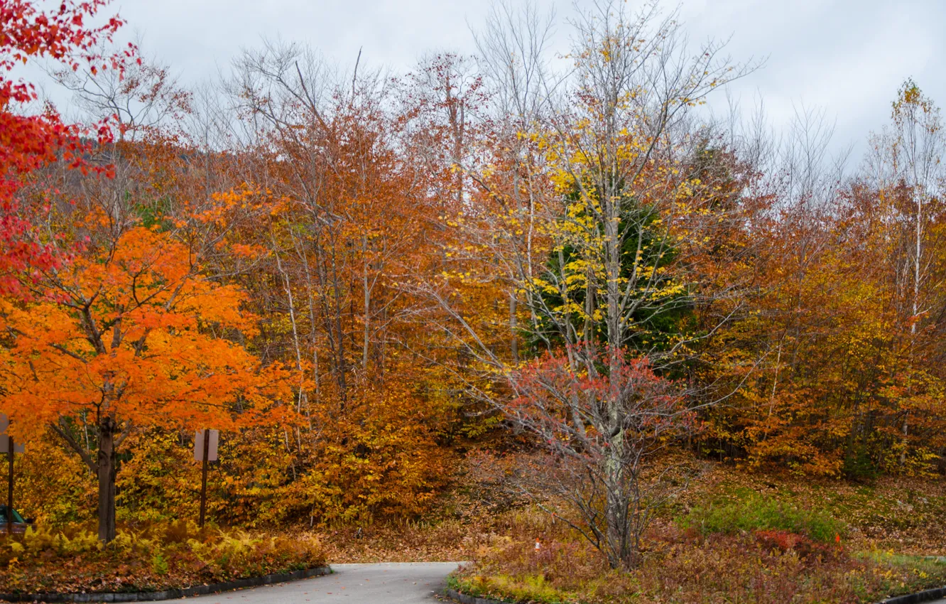 Фото обои дорога, лес, colors, Осень, forest, road, autumn, fall