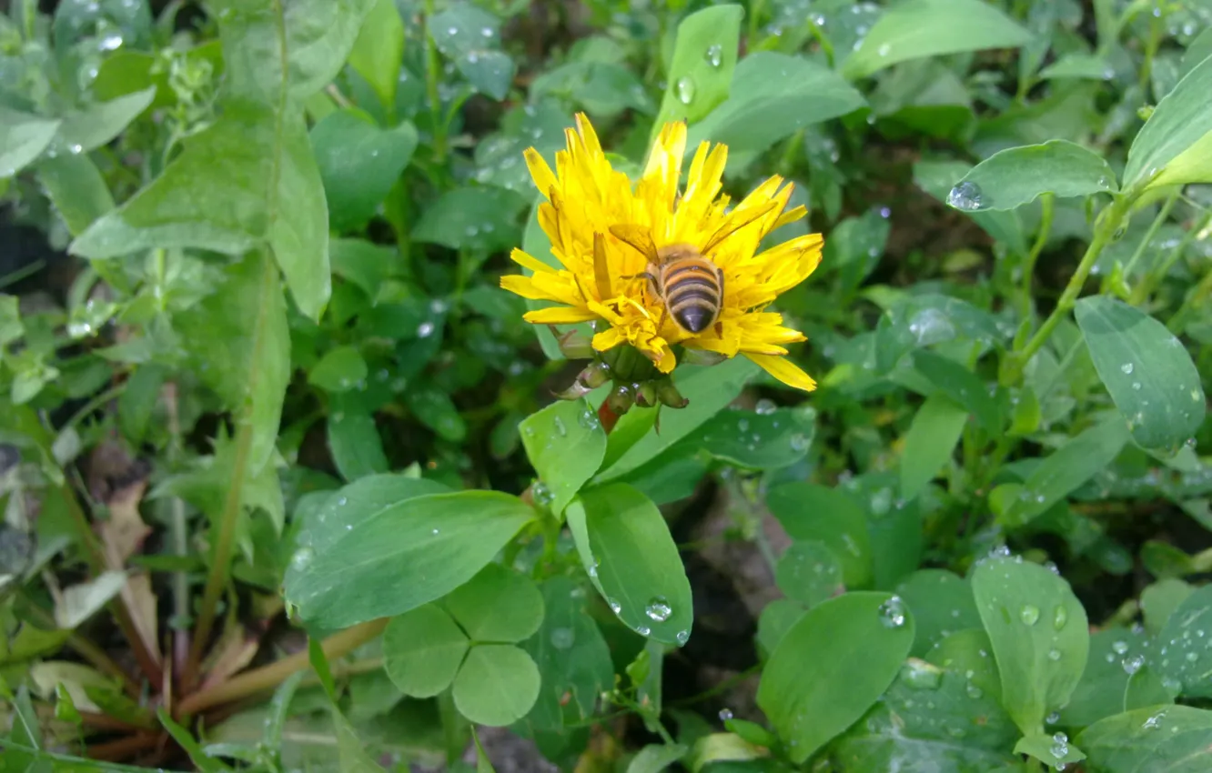 Фото обои пчела, дождь, одуванчик