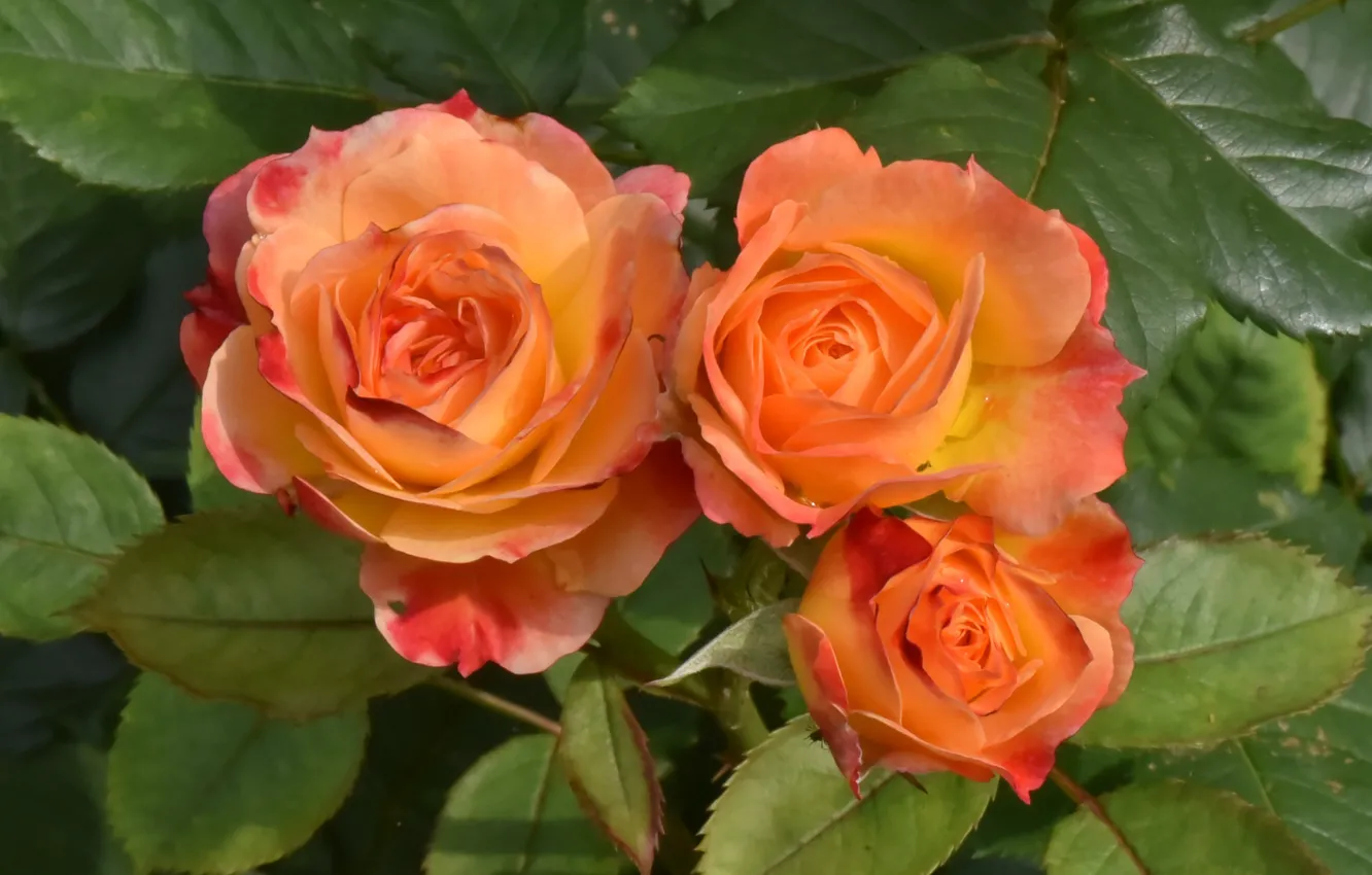 Фото обои оранжевый, розы, трио