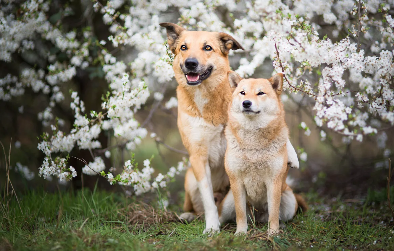 Фото обои собаки, трава, взгляд, морда, цветы, ветки, природа, поза