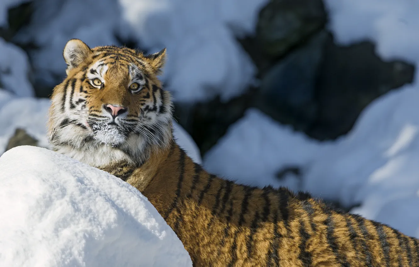 Фото обои зима, кошка, взгляд, морда, снег, тигр, амурский тигр, ©Tambako The Jaguar