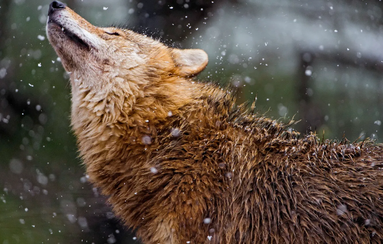 Фото обои action, profile, mongolian, wildlife photography of wolf during winter