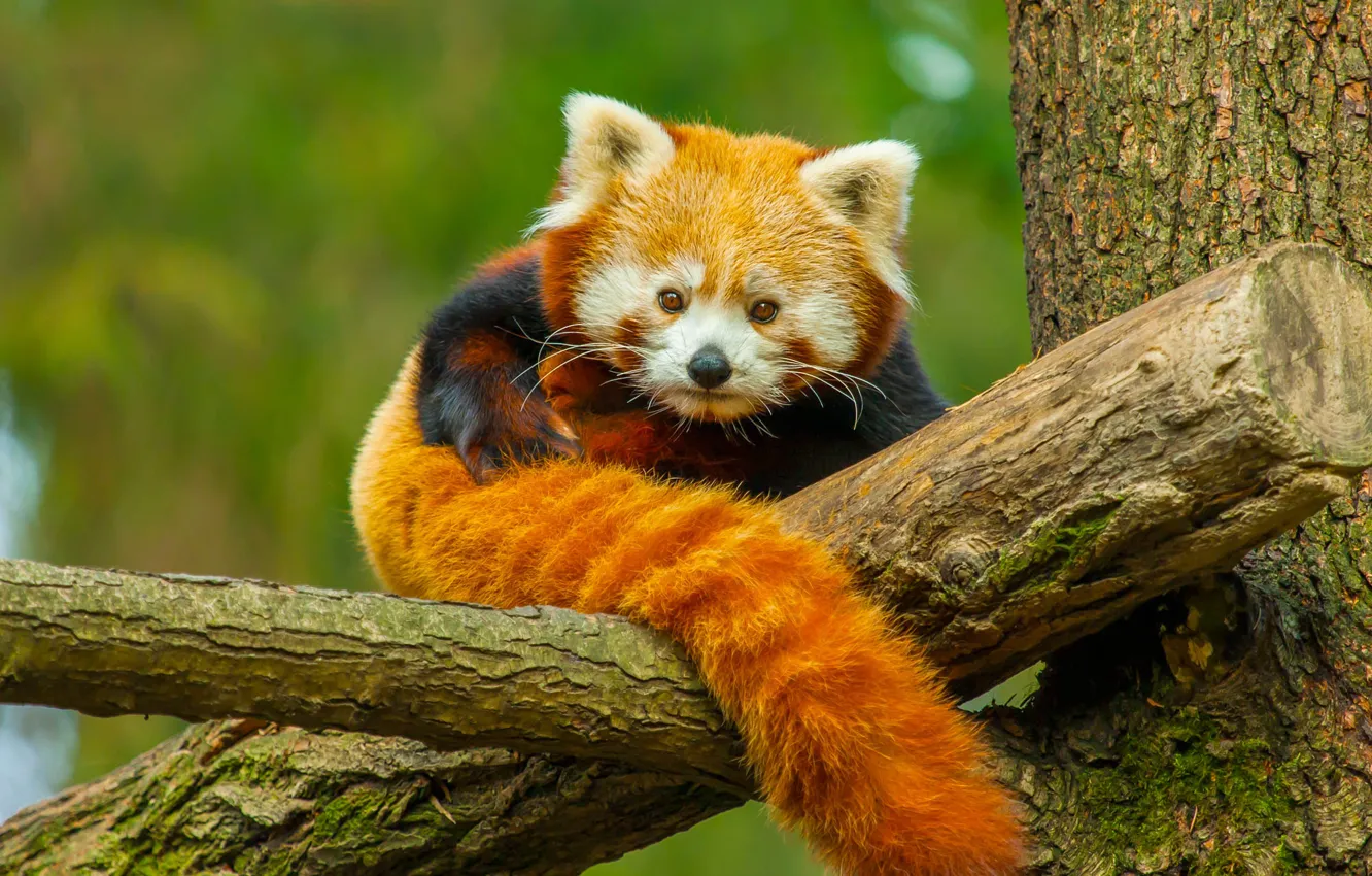 Фото обои природа, дерево, животное, панда, красная панда, малая панда