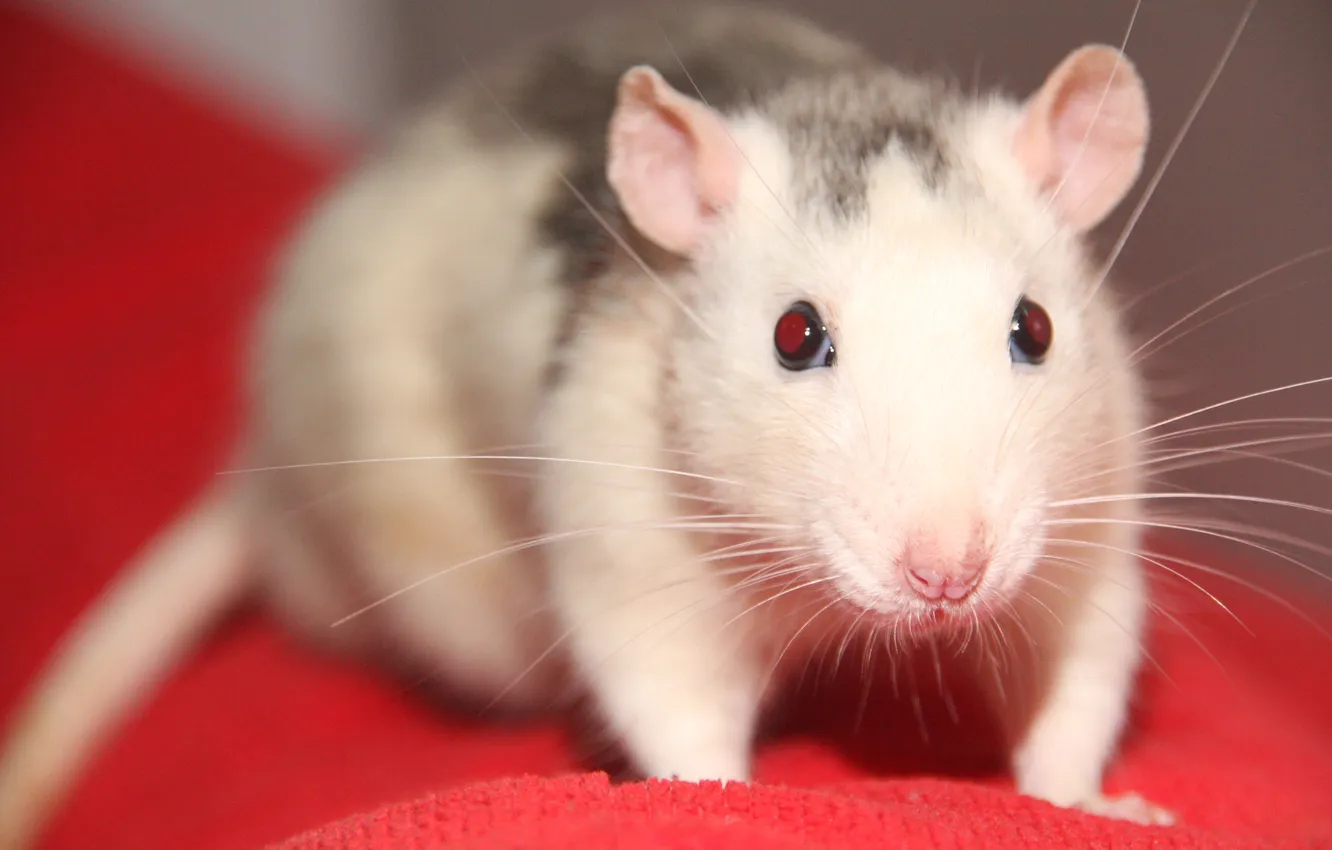 Фото обои animal, cute, rat, decorative