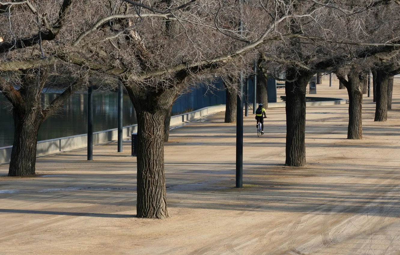 Фото обои деревья, город, улица