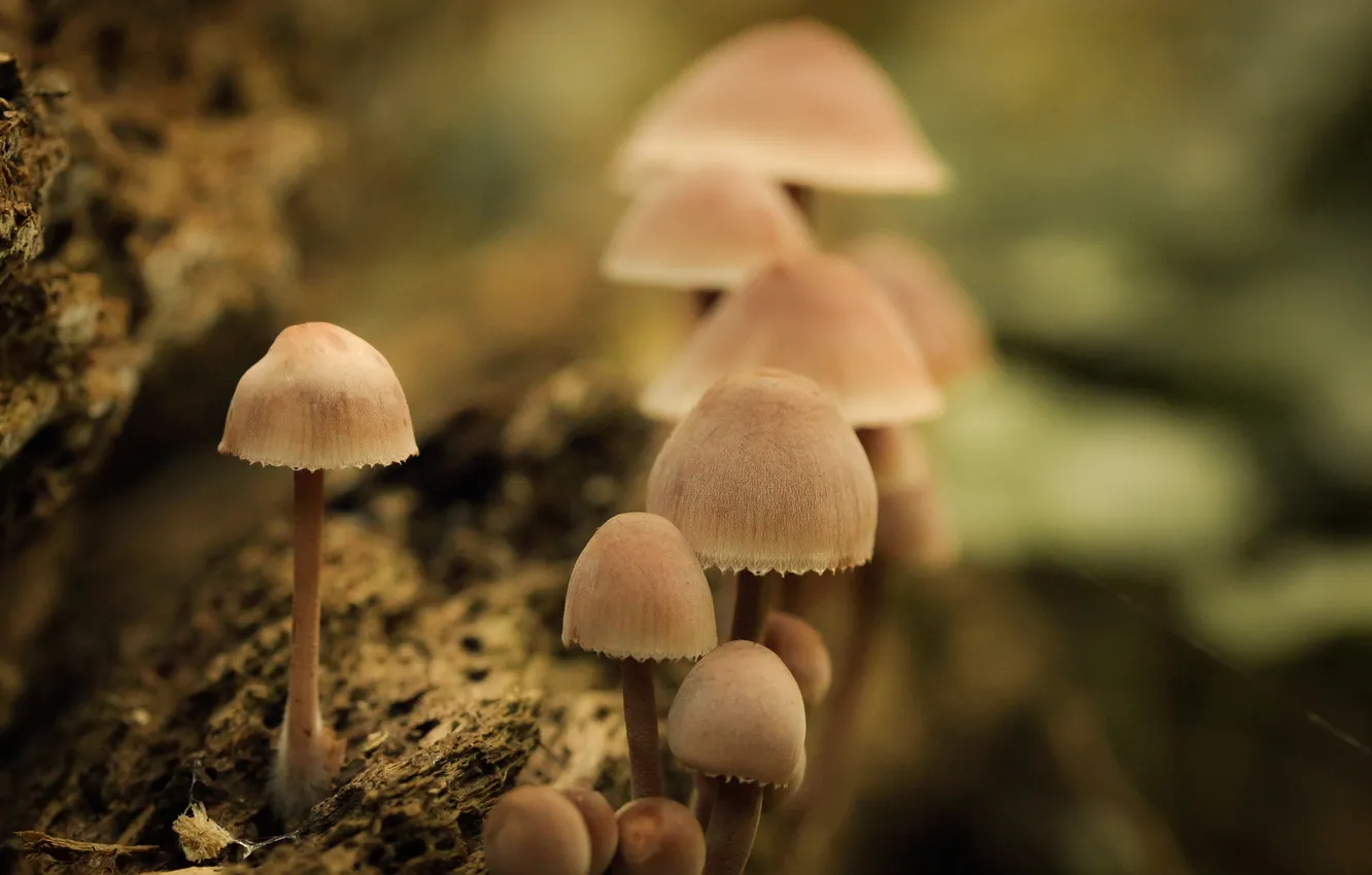 Фото обои грибы, паутина, боке