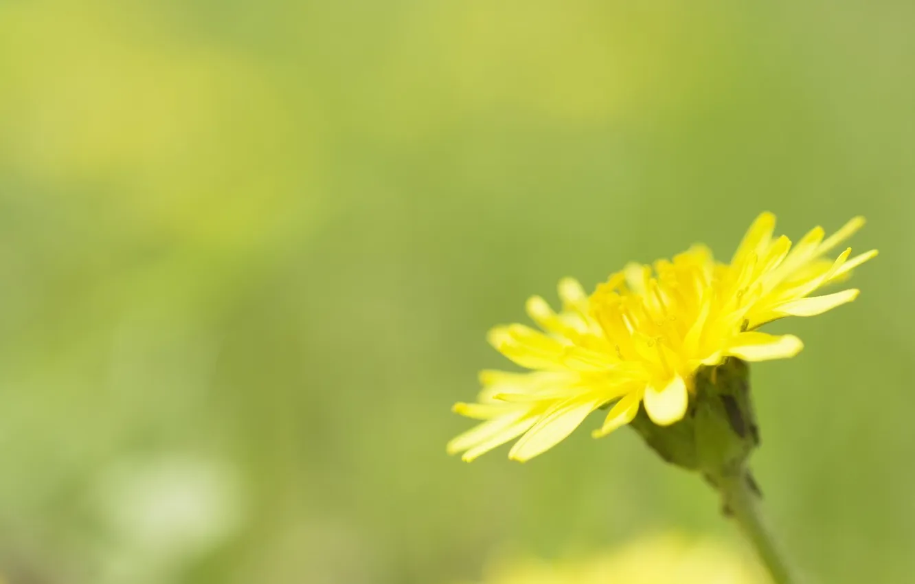 Фото обои цветок, макро, желтый, одуванчик, весна